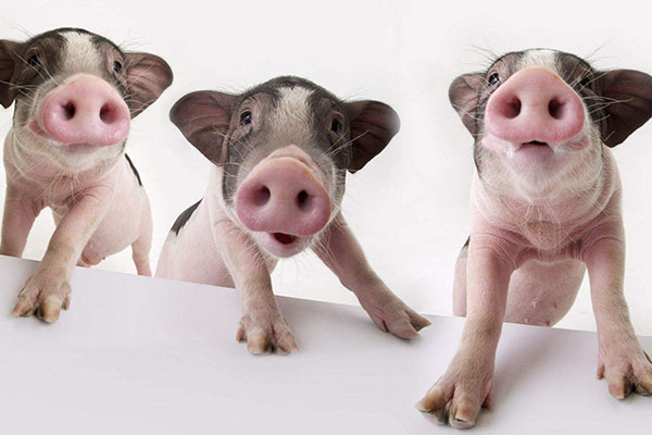 飼料添加劑 飼料添加劑